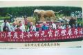 99年參加永和區元宵花燈展示活動